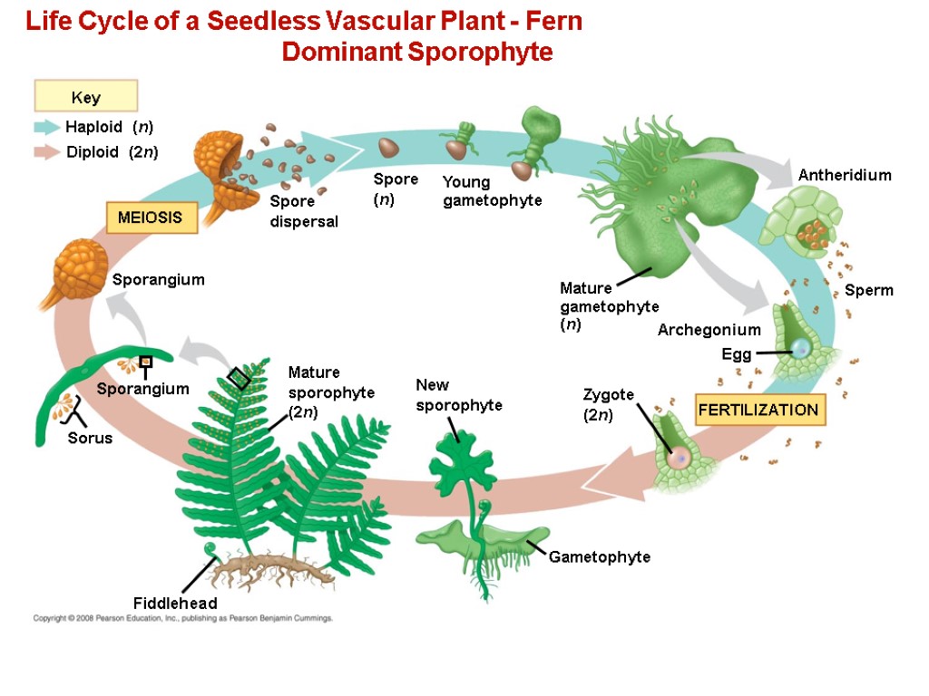 Life Cycle of a Seedless Vascular Plant - Fern Dominant Sporophyte Key Haploid (n)